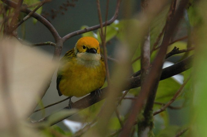 Photo (6): Silver-throated Tanager