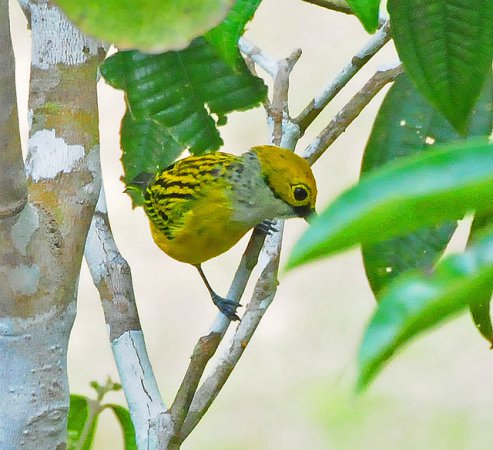 Photo (8): Silver-throated Tanager