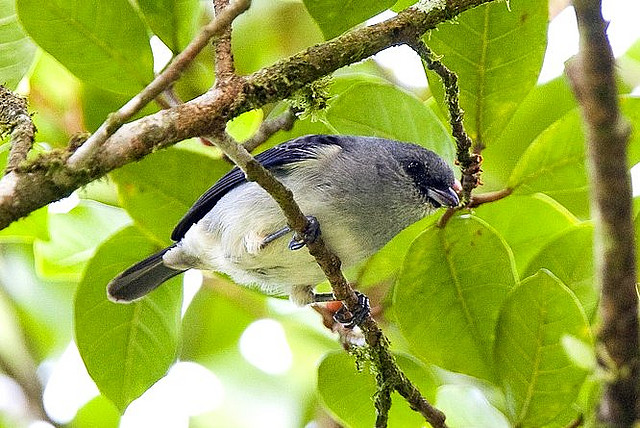 Photo (1): Plain-colored Tanager