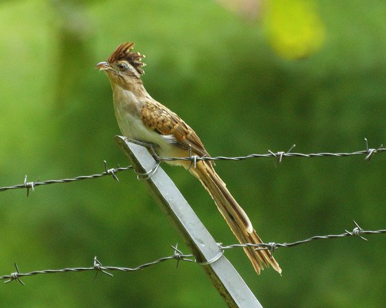 Photo (1): Striped Cuckoo