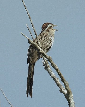 Photo (5): Striped Cuckoo
