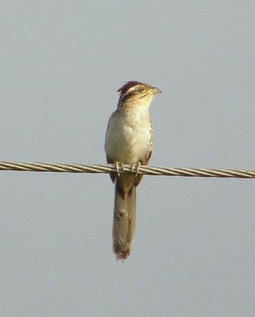 Photo (2): Striped Cuckoo