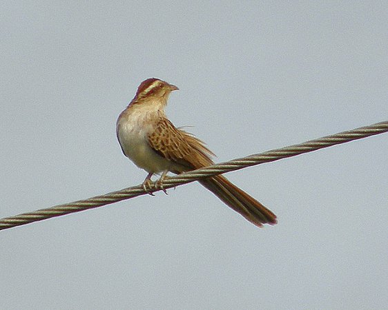 Photo (3): Striped Cuckoo