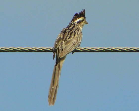 Photo (7): Striped Cuckoo