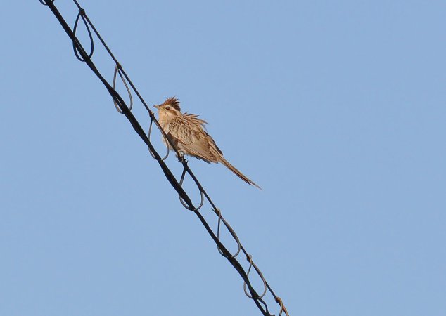 Photo (8): Striped Cuckoo