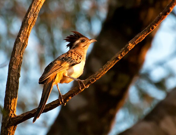Photo (4): Striped Cuckoo