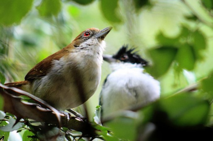 Photo (3): Great Antshrike
