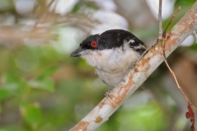 Photo (1): Great Antshrike