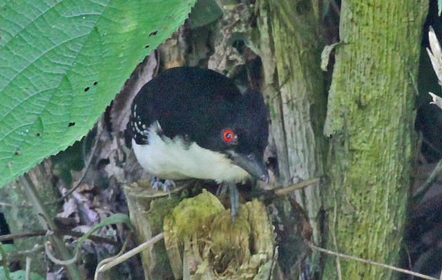 Photo (5): Great Antshrike
