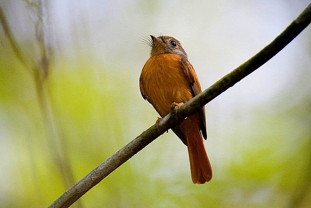 Photo (1): Ruddy-tailed Flycatcher