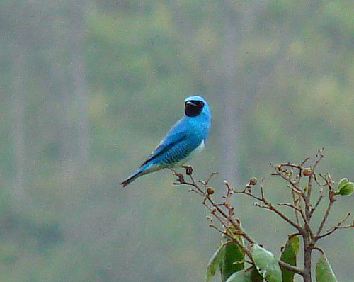 Photo (10): Swallow Tanager
