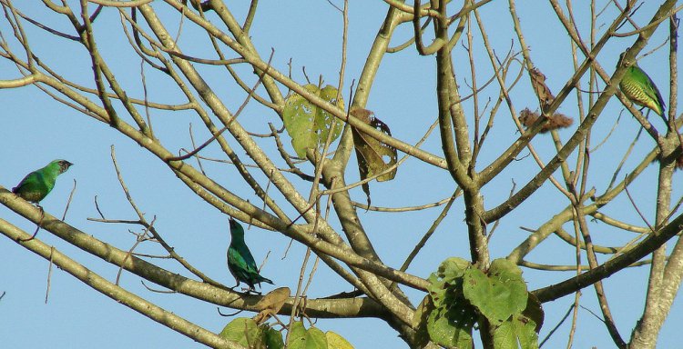 Photo (6): Swallow Tanager
