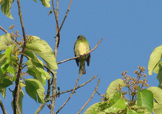 Photo (12): Swallow Tanager