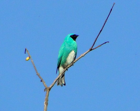 Photo (13): Swallow Tanager