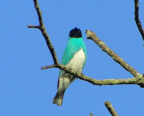 Photo (8): Swallow Tanager