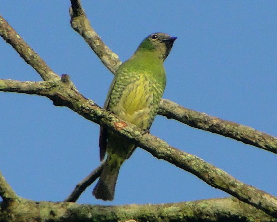 Photo (3): Swallow Tanager