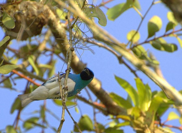 Photo (9): Swallow Tanager