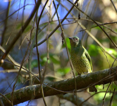 Photo (5): Swallow Tanager