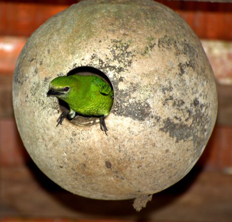 Photo (1): Swallow Tanager