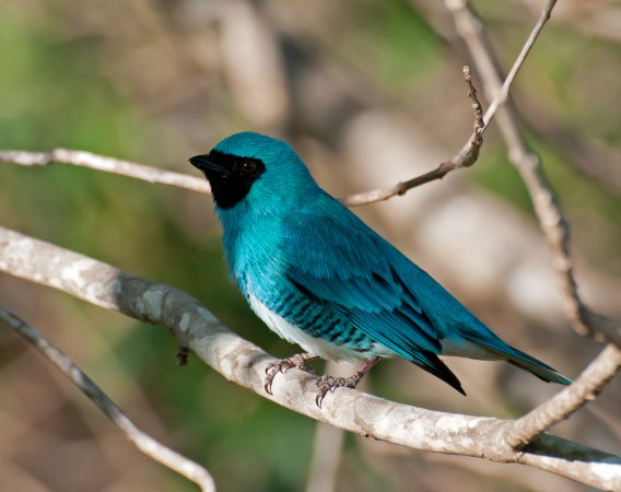 Photo (4): Swallow Tanager