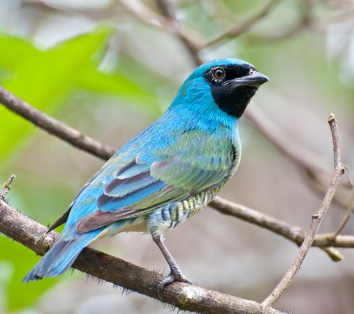 Photo (11): Swallow Tanager