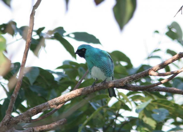 Photo (14): Swallow Tanager