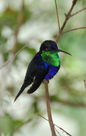 Photo (12): Crowned Woodnymph