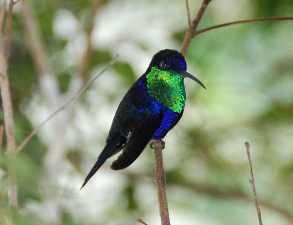 Photo (9): Crowned Woodnymph