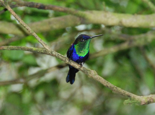 Photo (18): Crowned Woodnymph