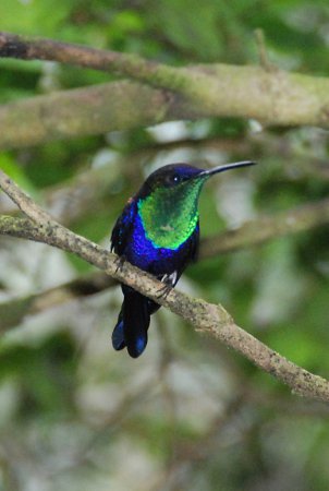 Photo (7): Crowned Woodnymph