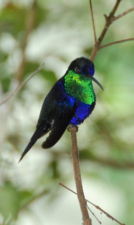 Photo (1): Crowned Woodnymph