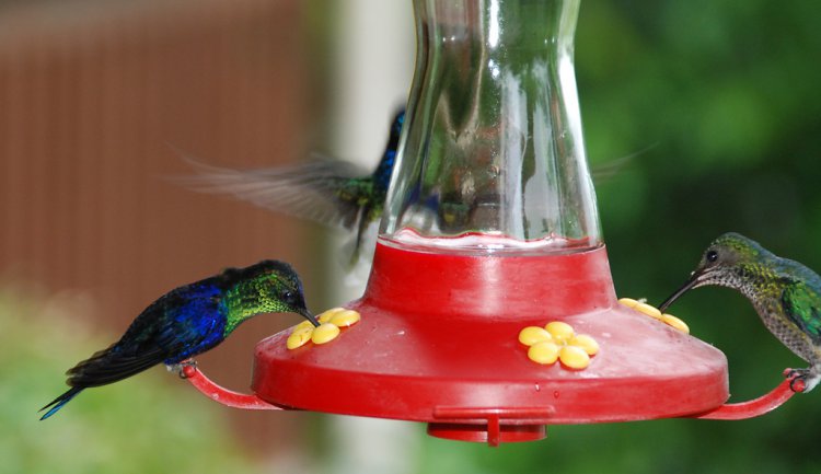 Photo (16): Crowned Woodnymph