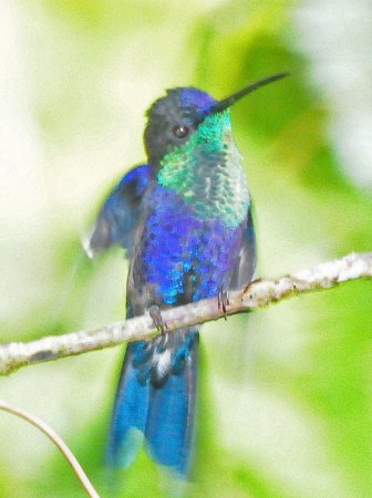 Photo (17): Crowned Woodnymph