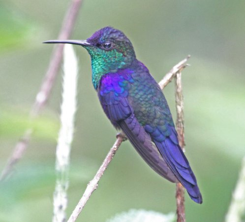 Photo (15): Crowned Woodnymph