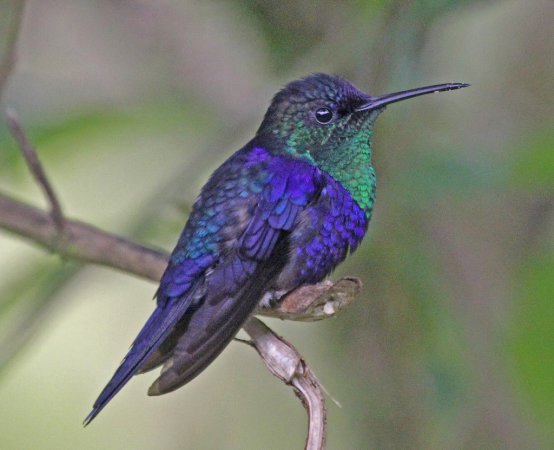 Photo (10): Crowned Woodnymph