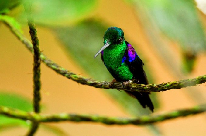 Photo (2): Crowned Woodnymph