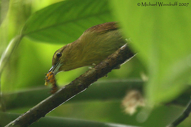 Photo (1): Russet Antshrike