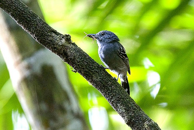 Photo (4): Black-crowned Antshrike