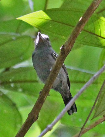 Photo (3): Black-crowned Antshrike
