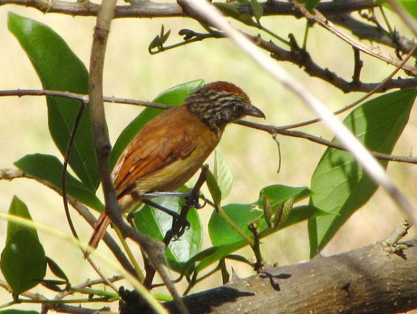Photo (14): Barred Antshrike