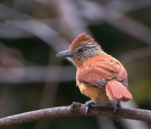 Photo (2): Barred Antshrike
