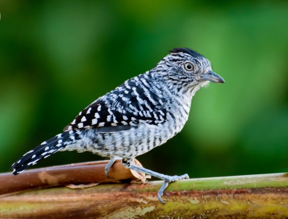 Photo (1): Barred Antshrike
