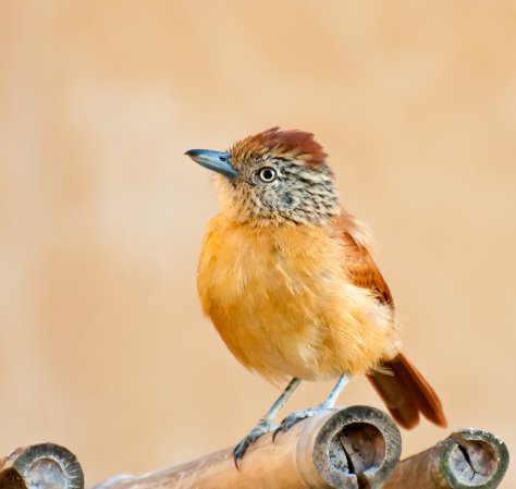Photo (8): Barred Antshrike