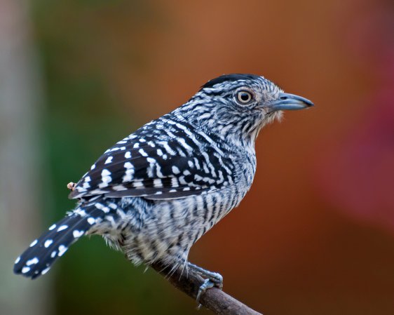 Photo (3): Barred Antshrike