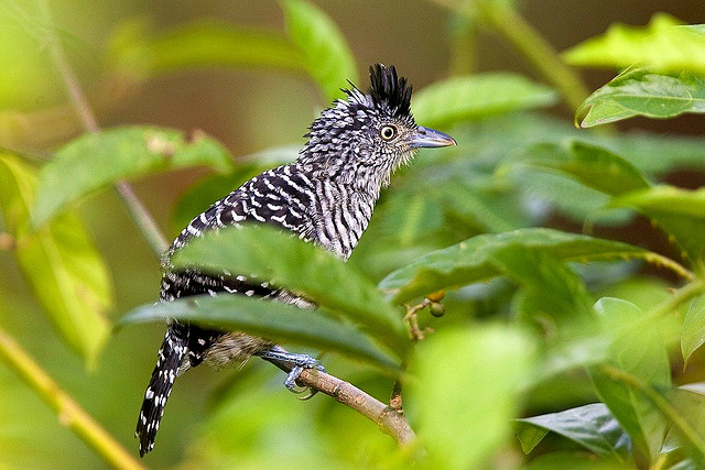 Photo (9): Barred Antshrike