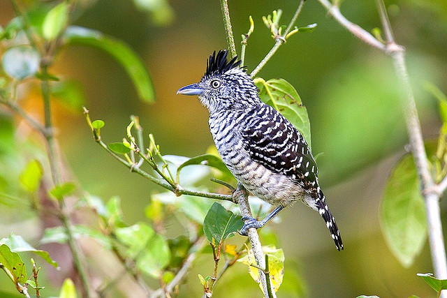 Photo (19): Barred Antshrike
