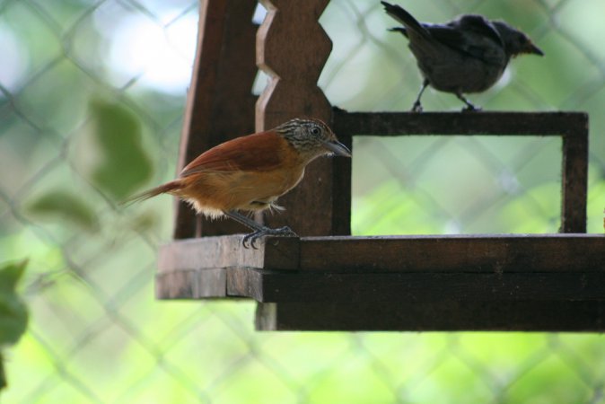 Photo (18): Barred Antshrike