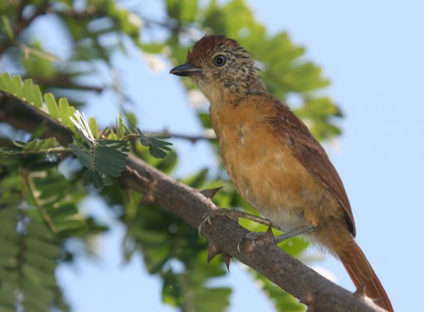 Photo (10): Barred Antshrike