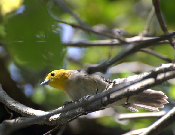 Photo (5): Orange-headed Tanager