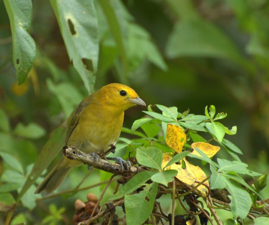 Photo (6): Orange-headed Tanager
